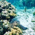 Create Listing: St. John Snorkel, Swim and Beach Experience Aboard MV - 4hrs